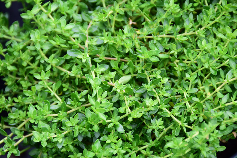 Herniaria glabra