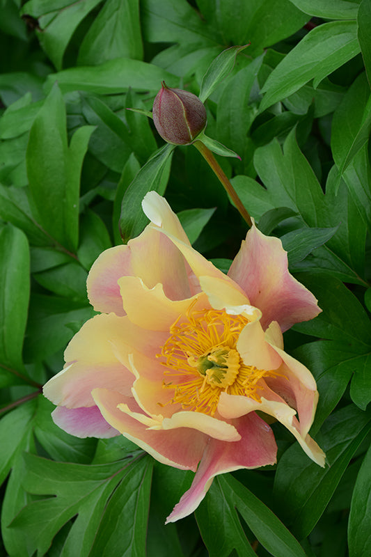 Paeonia itoh 'Julia Rose'