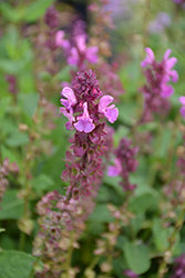 Salvia nemorosa 'Swifty Rose Multiflora' (Meadow Sage)