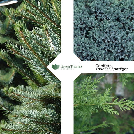 Planting Conifers on Vancouver Island