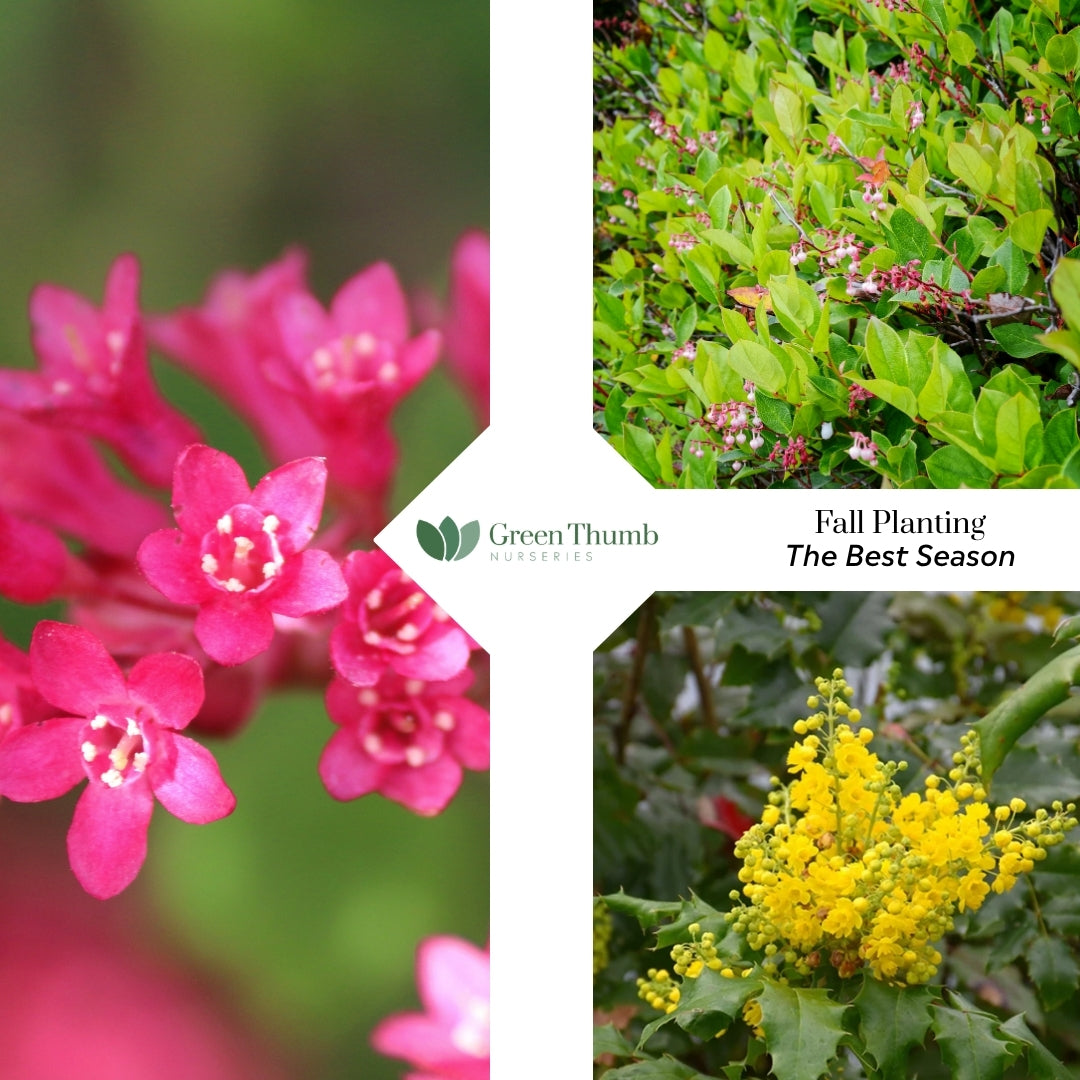 Planting in the Fall, the best season to plant!