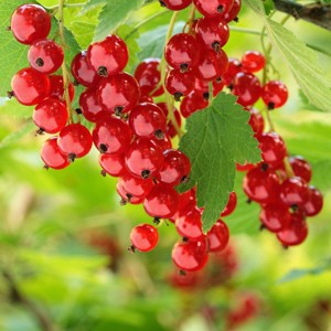 Ribes spicatum 'Heros'