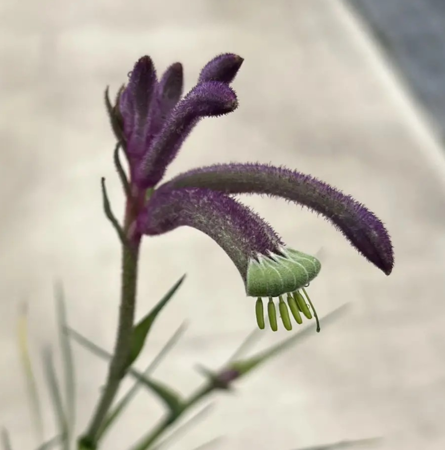 Anigozanthos 'KPCARN' / 'Celebrations Carnivale' (Kangaroo Paw)