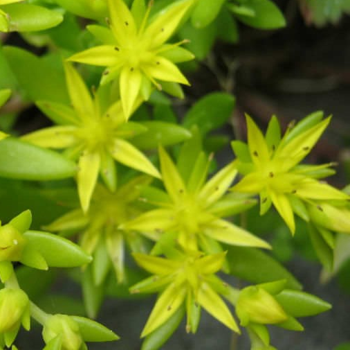 Sedum sarmentosum 'Goldmoss'