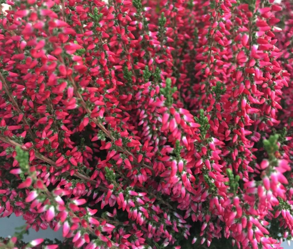 Calluna vulgaris 'Selly' (Heather)