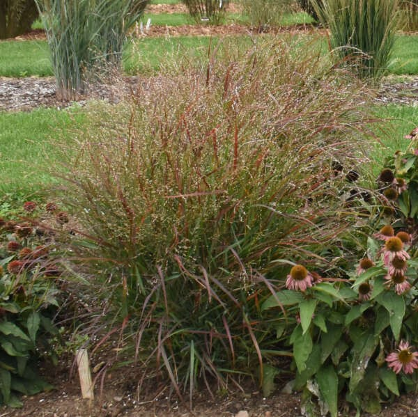 Panicum virgatum 'Prairie Flame' (Red Switch Grass)