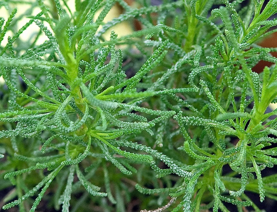 Santolina Viridis