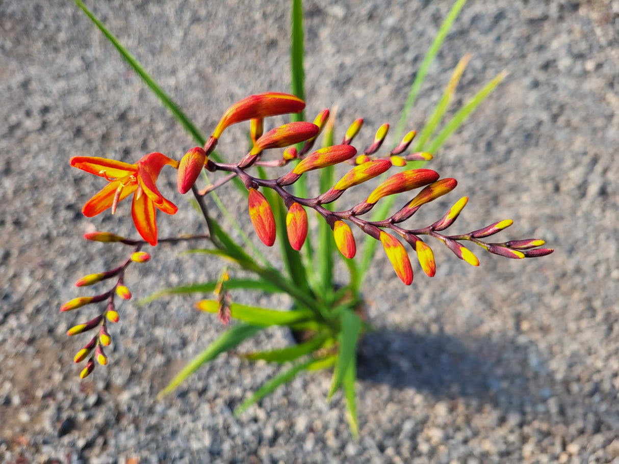 Crocosmia Firestars 'Firestarter' (Montbretia)