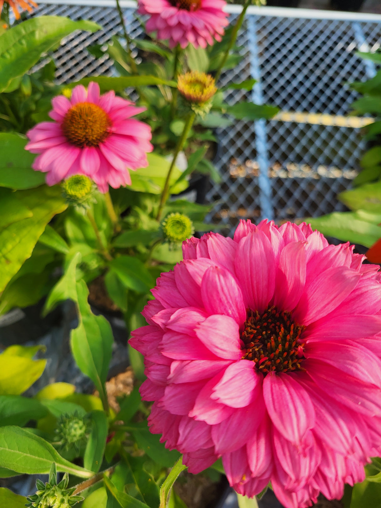 Echinacea Sunseekers 'Pink Grapefruit' (Pink Grapefruit Coneflower)