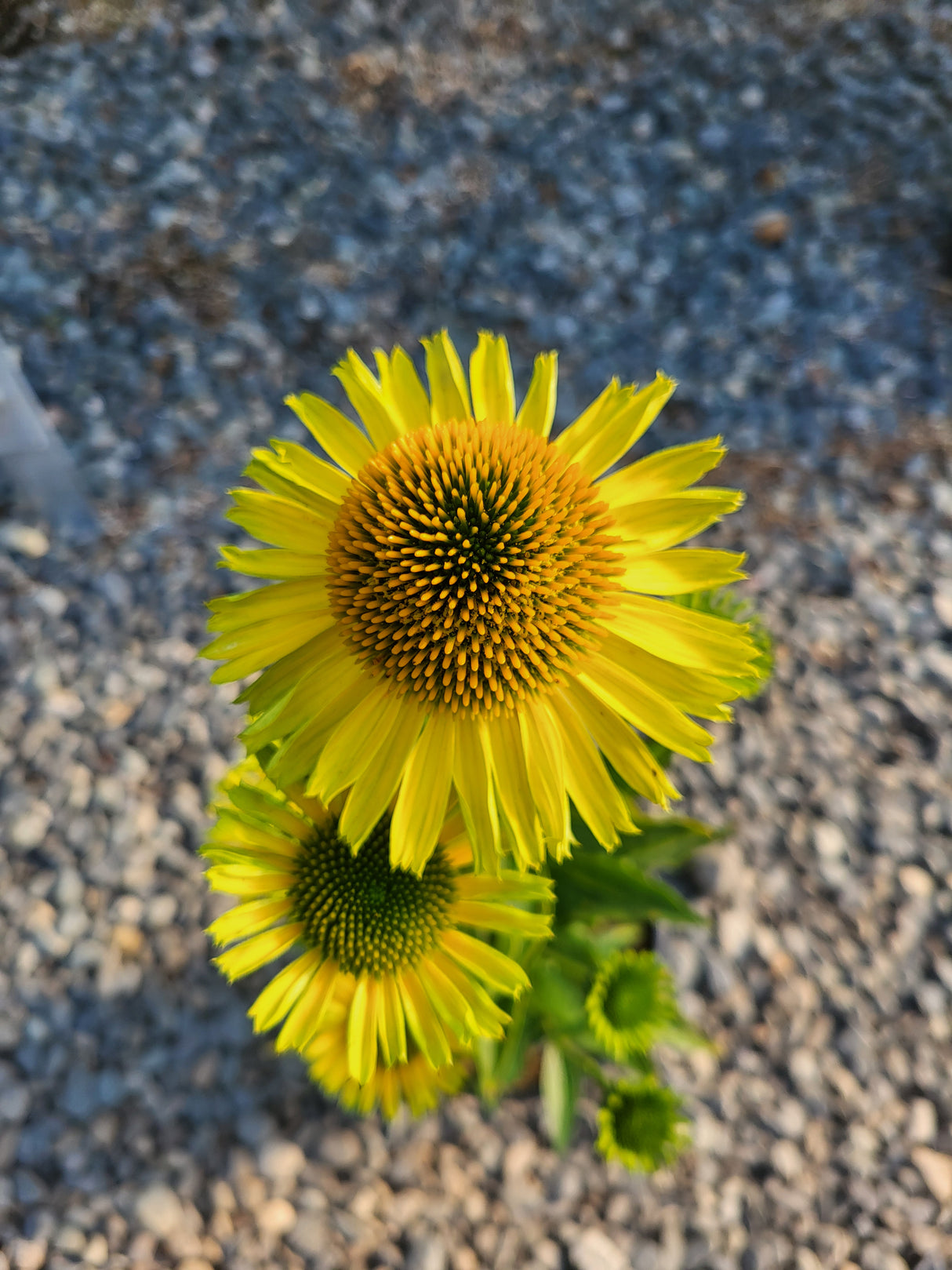 Echinacea Princess 'Citrus' (Citrus Coneflower)