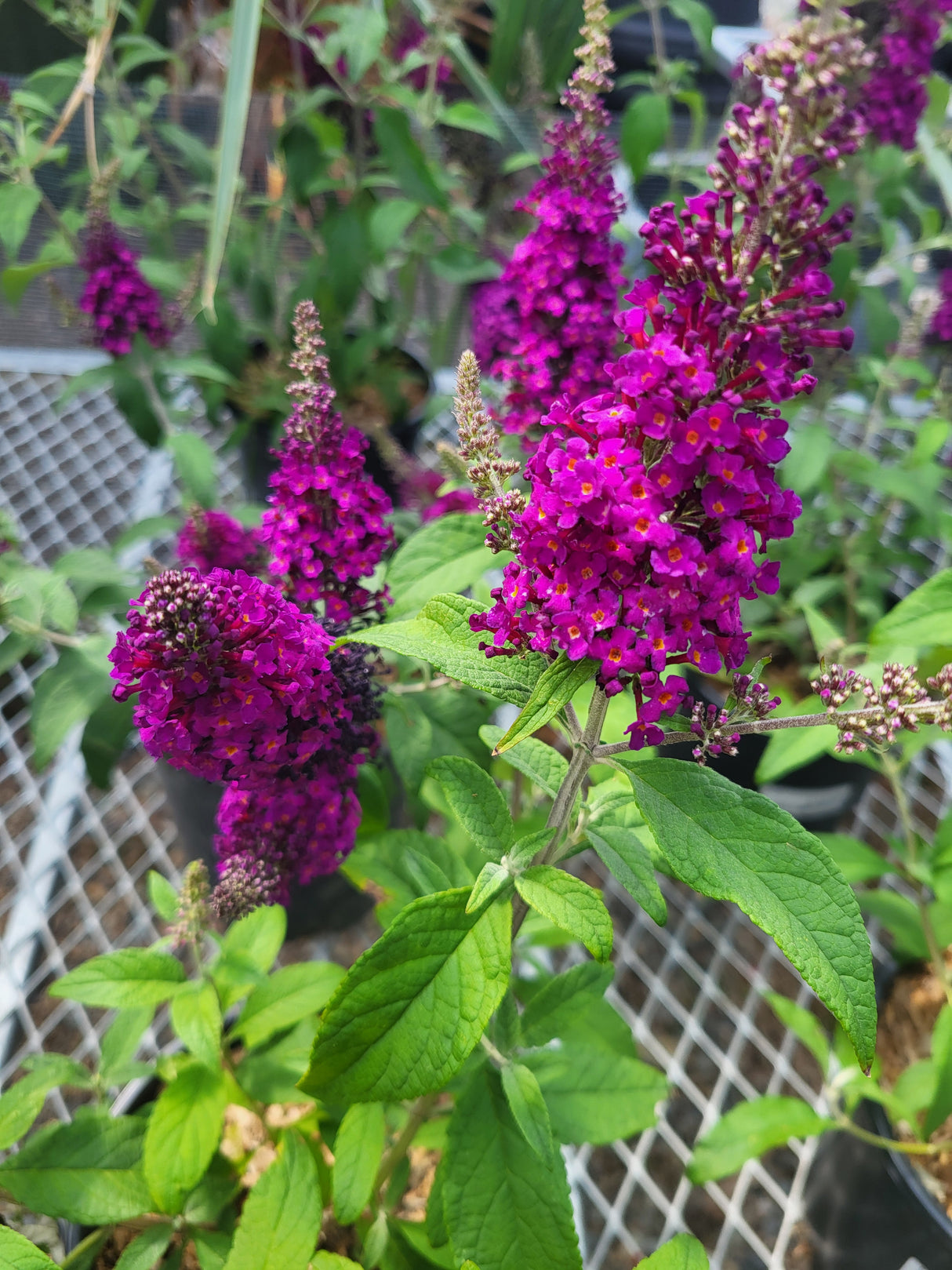 Buddleia 'Chrysalis Cranberry' (Butterfly Bush)