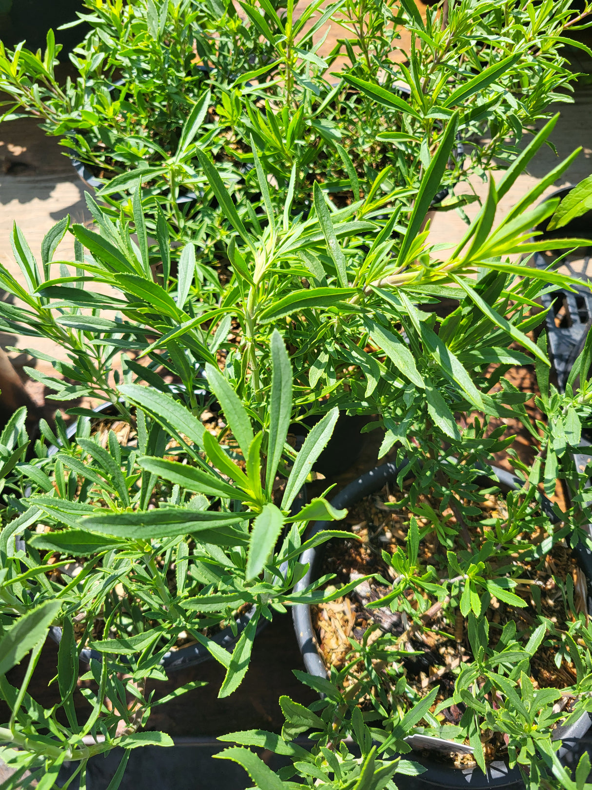 Penstemon fruticosus (Shrubby Penstemon)