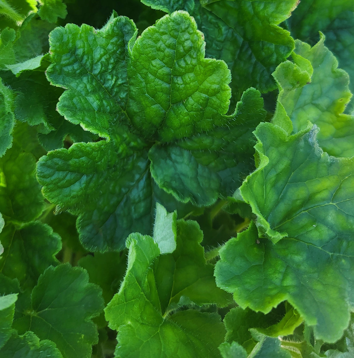 Tellima grandiflora (Fringe Cups)