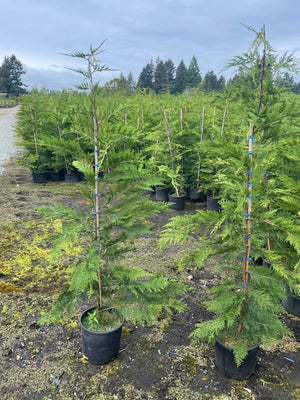 Cupressocyparis x leylandii
