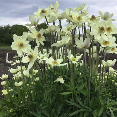 Anemone 'Spring Beauty White' (Windflower)