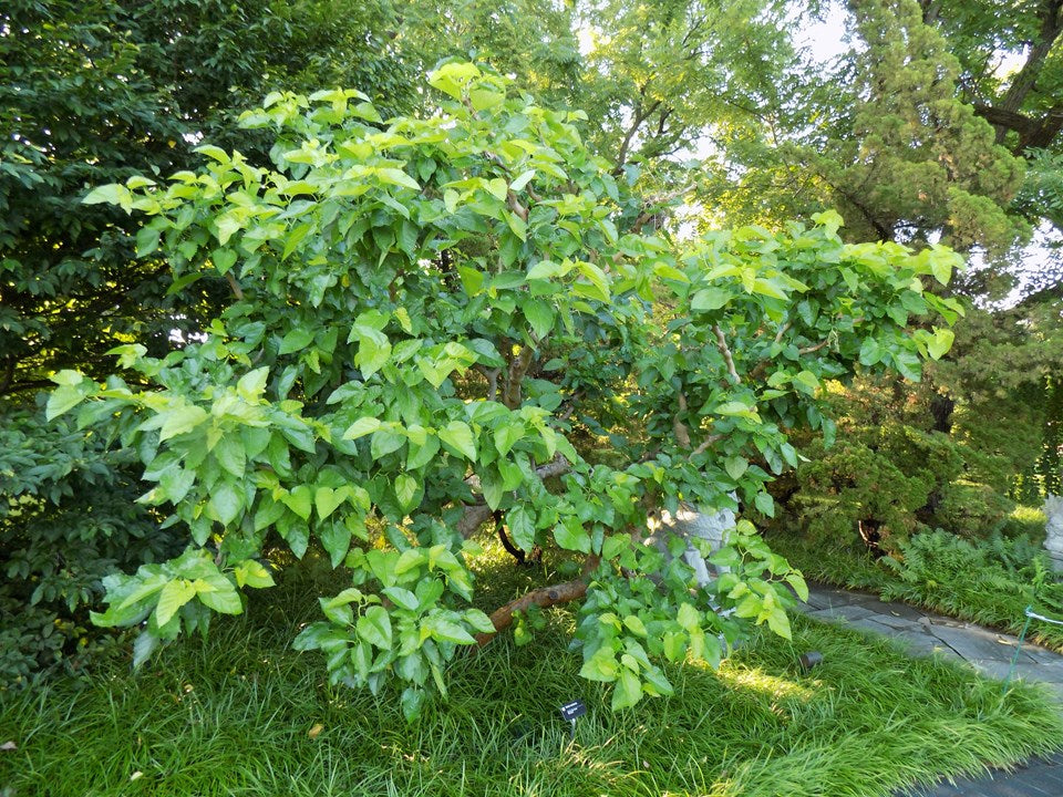 Morus bombycis 'Unryu' (Contorted Mulberry)
