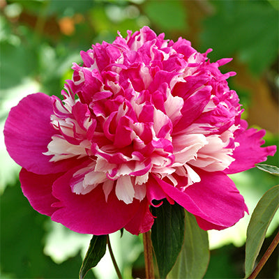 Paeonia lactiflora 'Celebrity'