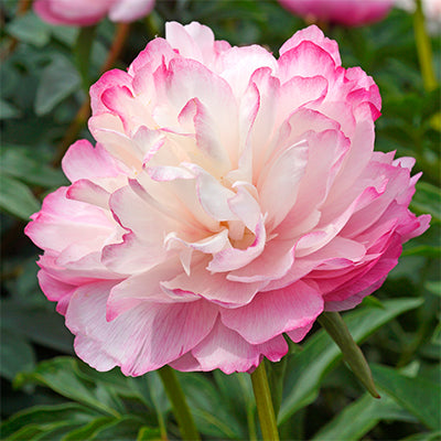 Paeonia lactiflora 'Joker'