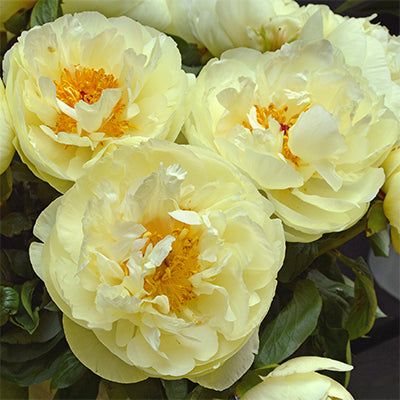 Paeonia lactiflora 'Lemon Chiffon'
