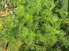 Artemisia virides 'Tiny Green' (Wormwood)