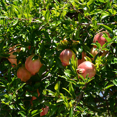 Punica granatum 'Sirenevyi' (Pomegranate)