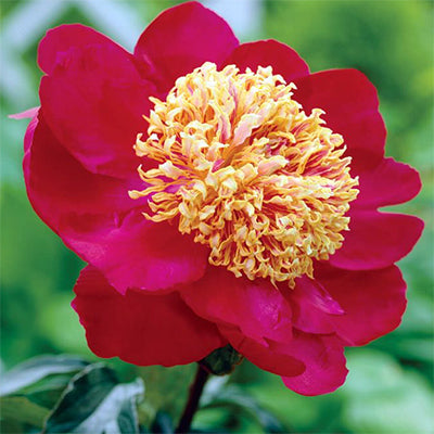 Paeonia lactiflora 'Sword Dance'