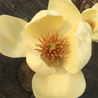 Magnolia 'Honey Tulip'