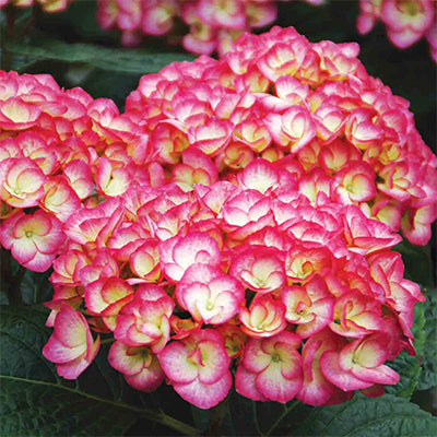 Hydrangea macrophylla 'Firefly'