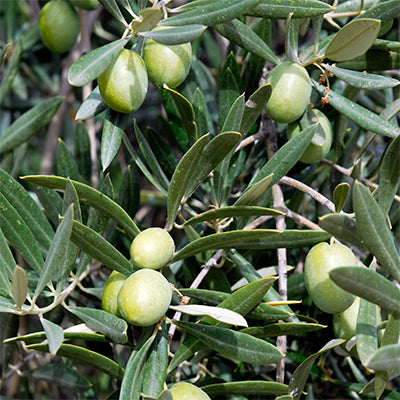 Olea europaea 'Taggiasca' (Olive)