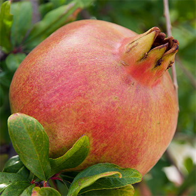 Punica granatum 'Parfyanka' (Pomegranate)