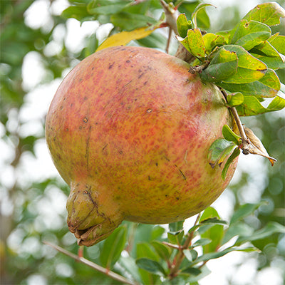 Punica granatum 'Azadi' (Pomegranate)