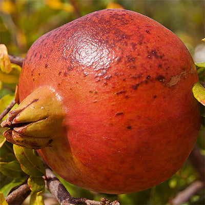 Punica granatum 'Kara Bala Miursal' (Pomegranate)