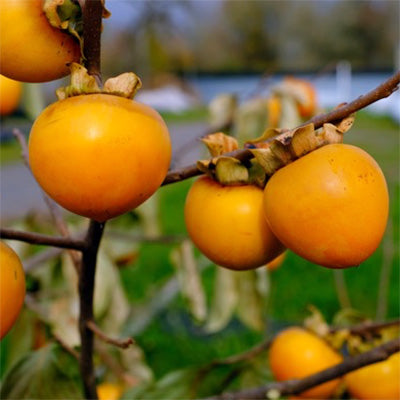Diospyros kaki 'Phoenix' (Asian Persimmon)