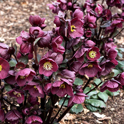 Helleborus HGC 'Ice N' Roses Barolo'