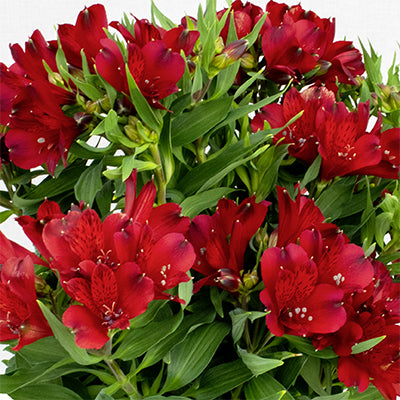Alstroemeria 'Inca Amsterdam' (Peruvian Lily)(red)