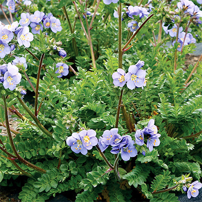 Polemonium 'Hurricane Ridge' (Jacob's Ladder)
