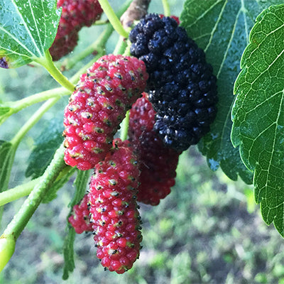 Morus alba x rubra 'Early Bird' (Mulberry)
