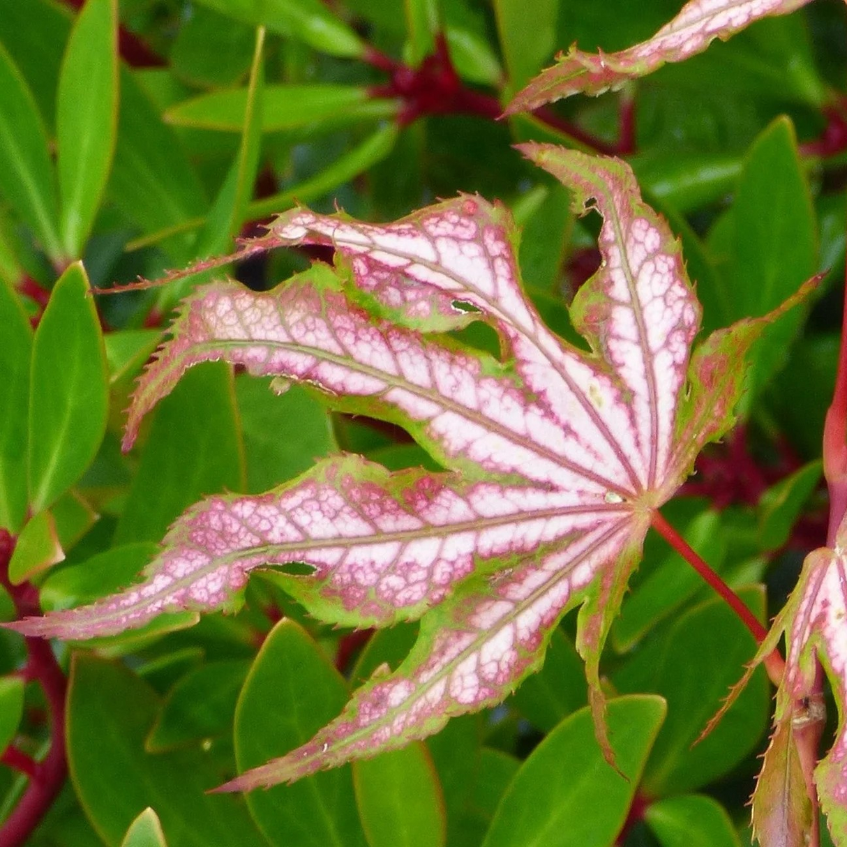 Acer palmatum 'White Peaches' (Japanese Maple)