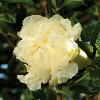 Punica granatum 'Haku-Botan' (Pomegranate)