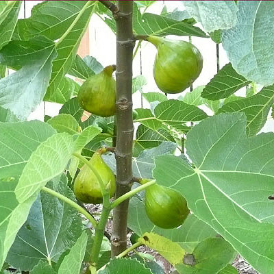 Ficus carica 'Latarulla' (Fig)