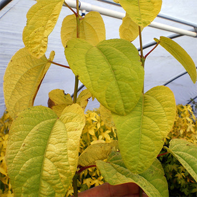 Cercidiphyllum japonicum 'Claim Jumper' (Katsura Tree)