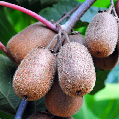 Actinidia deliciosa 'Saanichton' (Kiwi)