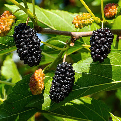 Morus alba 'Ik Soo Bong' (Mulberry)