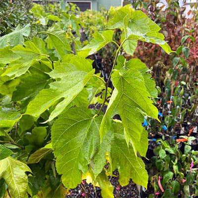 Morus alba 'Maple Leaf' (Mulberry)