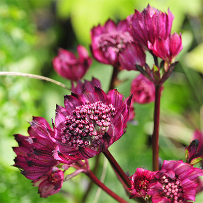 Astrantia major 'Purple Happiness'