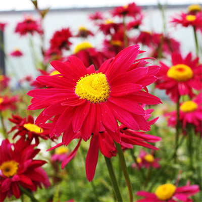 Tanacetum coccineum 'Robinson's Giant Crimson' (Painted Daisy)