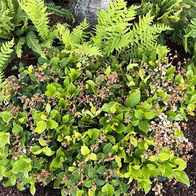 Gaultheria shallon 'Cascade Carpet' / 'Gaulsidh4'