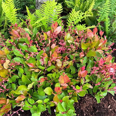 Gaultheria shallon 'Cascade Sunrise' / 'Gaulsidh12' (Salal)