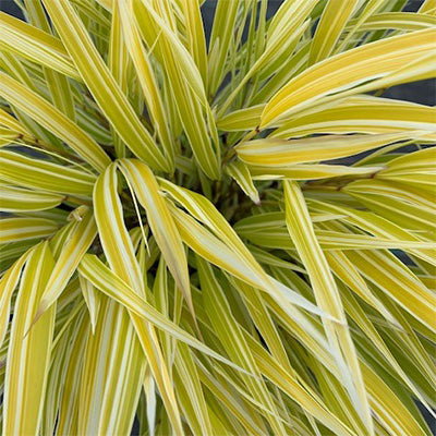Hakonechloa macra 'HakBri1'  (Lemon Zest Hakone Grass)