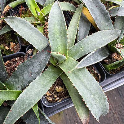 Agave mckelveyana